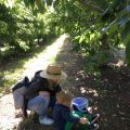 A Family Fruit Picking Day