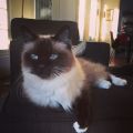 The Night That Lolita, My 16 Year-Old Female[...]