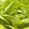 Buttermilk Ranch Dressing with Bibb Lettuce[...]