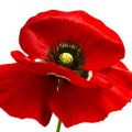 Poppy Day