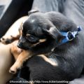 Puppy Love