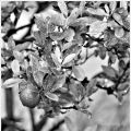 Wordless Wednesday ~ Black & White Photo Shots