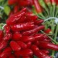 Fresh chili paste Recipe