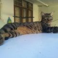 Serbian ~ kucing anak dara kakliza