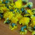 How to Make Dandelion-Infused Honey