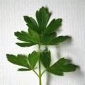 charmoula sauce Recipe