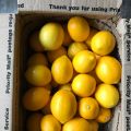 Giveaway: Meyer Lemons from Lemon Ladies Orchard