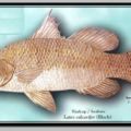 Ikan ..bermacam ikannnn...