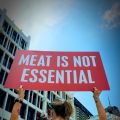 Animal Rights Protests and Meal Themes!