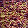 Roasted Seedless Grape Jam