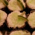 Margarita Cupcakes