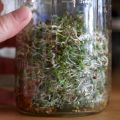 How to Grow Your Own Sprouts