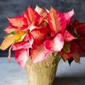 2017 Holiday Gift Guide