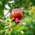 Falling For Autumn
