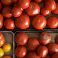 Tomato Classes with Weaver’s Way and Greensgrow