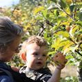 Apple Picking in Sonoma County