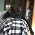 In Memory of Gelfing (Oct. 2005-Oct. 30 2020)