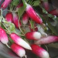 Radishes